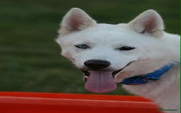 Siberian Husky dogs for sale: Friendly Siberian Husky Male - Image 7