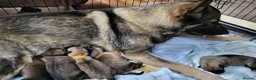 Mixed Breed dogs for stud: ✨Hank✨ for stud  in Birmingham - Advert 14