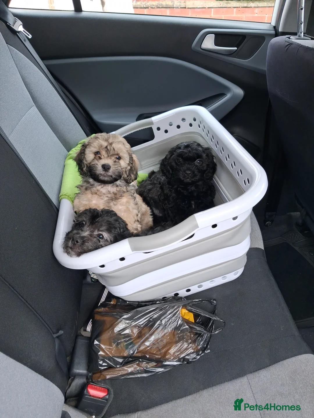 Mixed Breed dogs for sale: Lhasapoo puppies  - Advert 2
