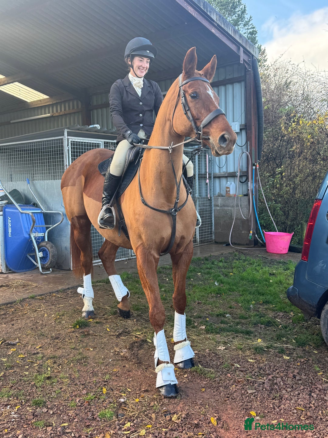 Hanoverian horses for sale: Dee - Registered Hanoverian Showstopper  - Advert 6