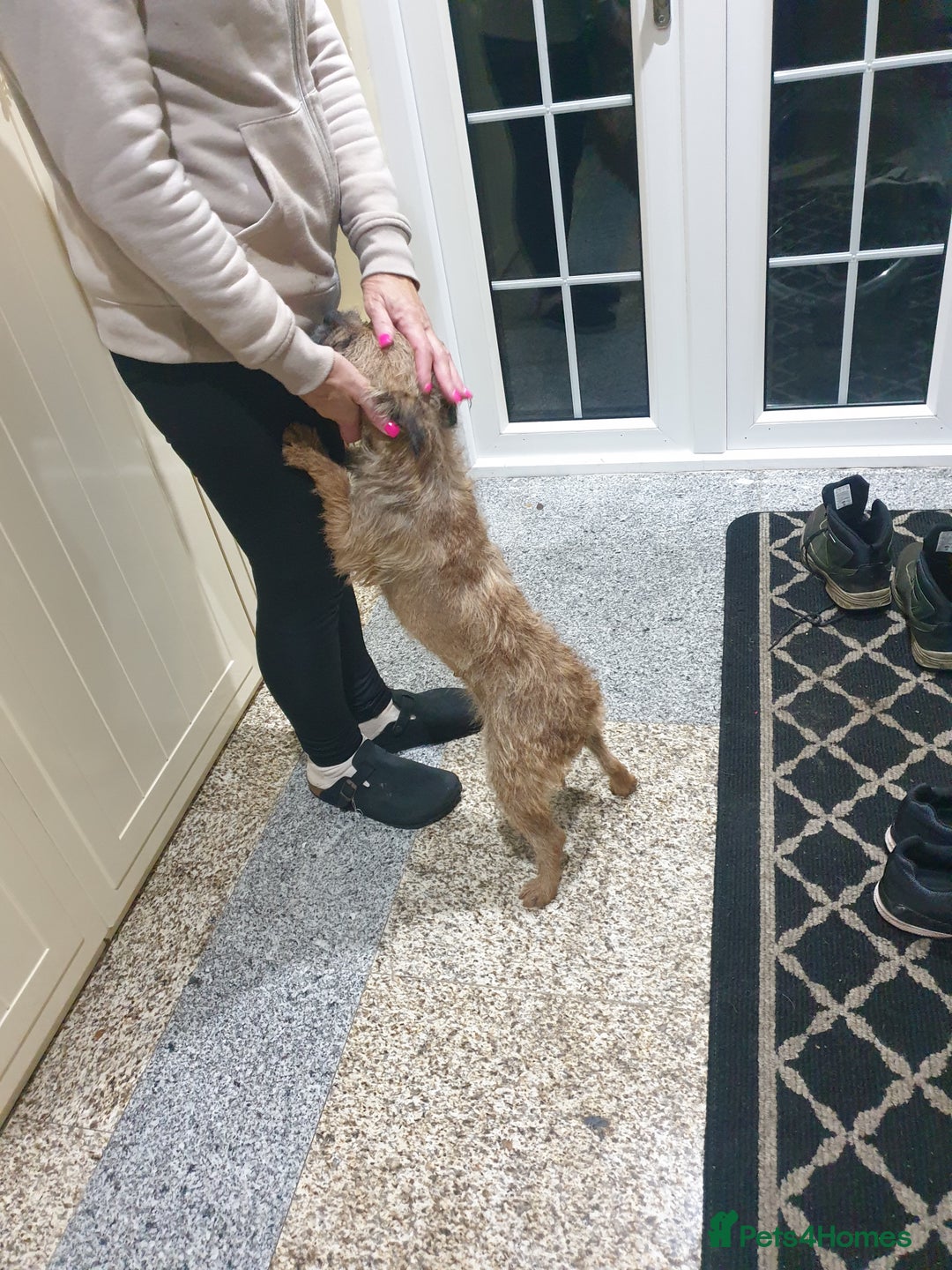 Border Terrier dogs for sale: 3yr old Female Border Terrier  - Advert 5