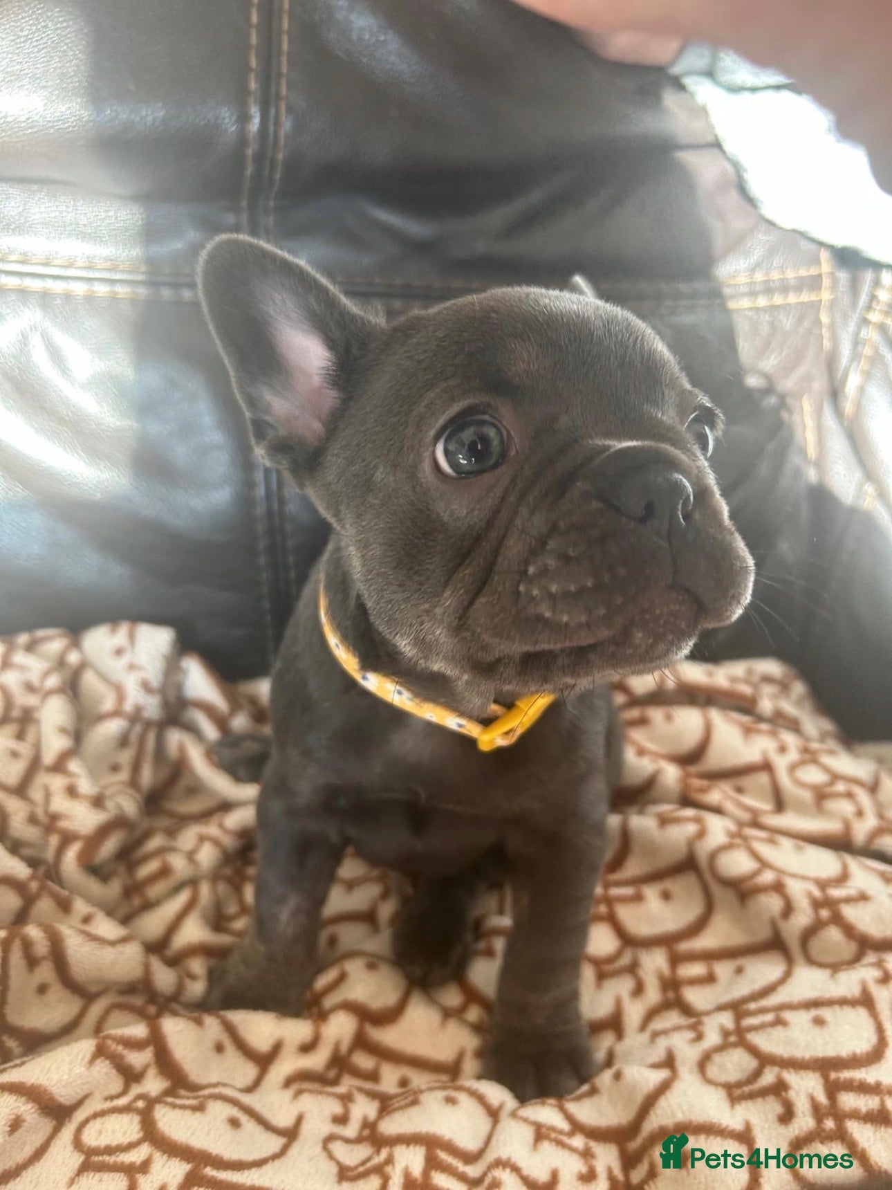 French Bulldog dogs 🐾French Bulldog Puppies – Ready for Loving Homes - Advert 22