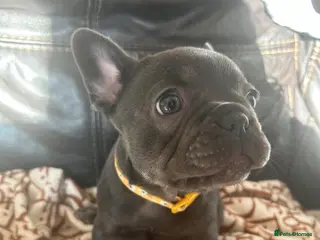 French Bulldog dogs 🐾French Bulldog Puppies – Ready for Loving Homes - Advert 22