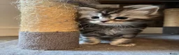 Maine Coon cats for sale: Maine coon kittens  - Advert 9