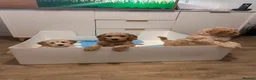 Cockapoo dogs for sale: Cockapoo males and females  - Advert 4