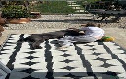 Cane Corso dogs for stud: Denzal  - Image 6
