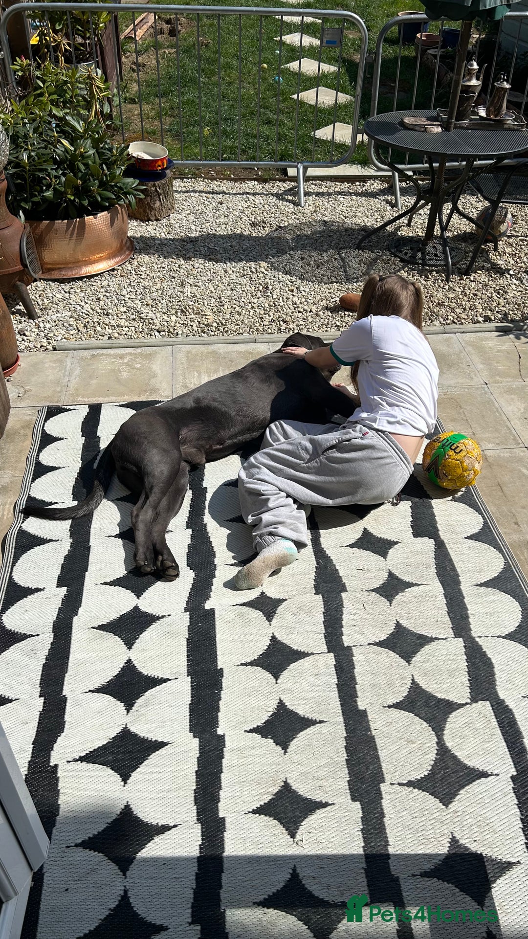 Cane Corso dogs for stud: Denzal  - Image 6