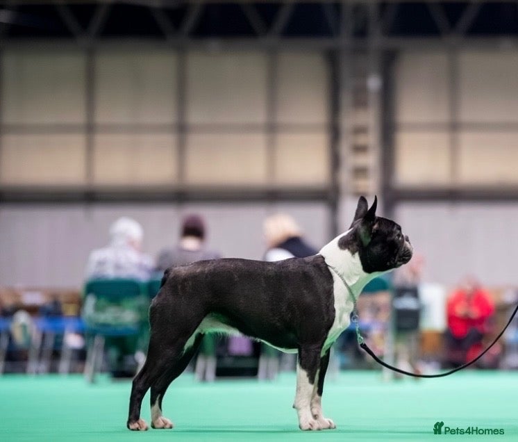 Boston Terrier dogs Exceptional puppies. Extensively tested parents.   - Advert 1