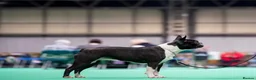Boston Terrier dogs for sale: Exceptional puppies. Extensively tested parents.   - Advert 1