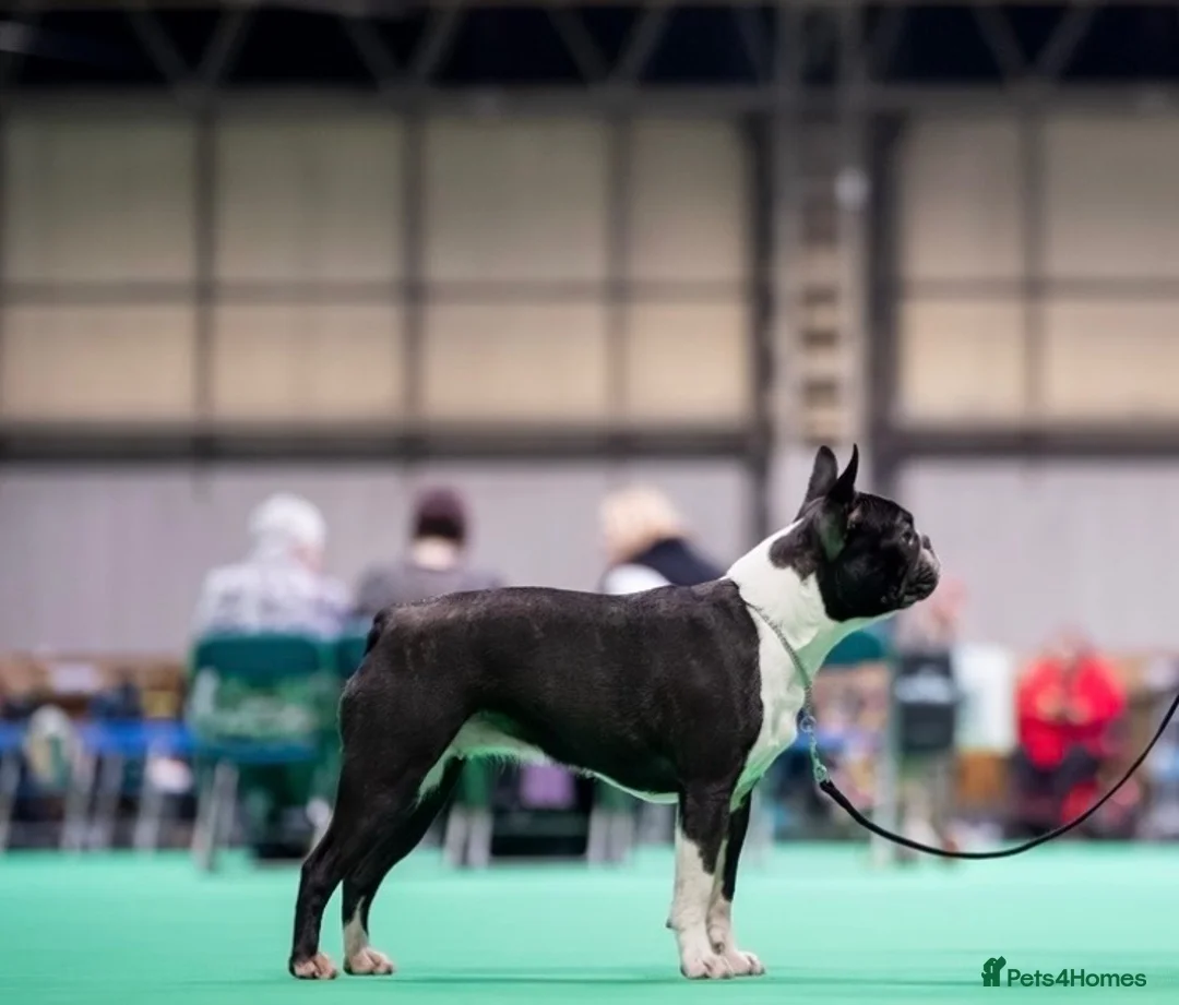 Boston Terrier dogs for sale: Exceptional puppies. Extensively tested parents.   - Advert 1