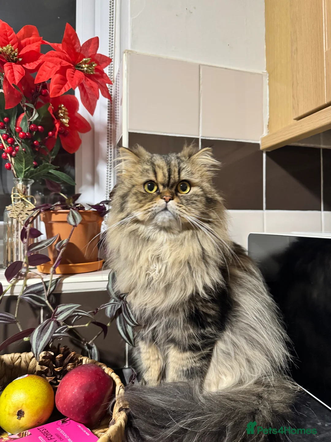 Persian cats for stud: Salem  in Buckhurst Hill - Advert 1