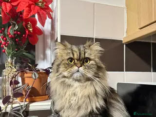 Persian cats Salem - Advert 1