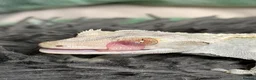 Gecko reptiles for sale: 3 Geckos For Sale (1, Gargoyle Gecko, 2 Crested) - Advert 6