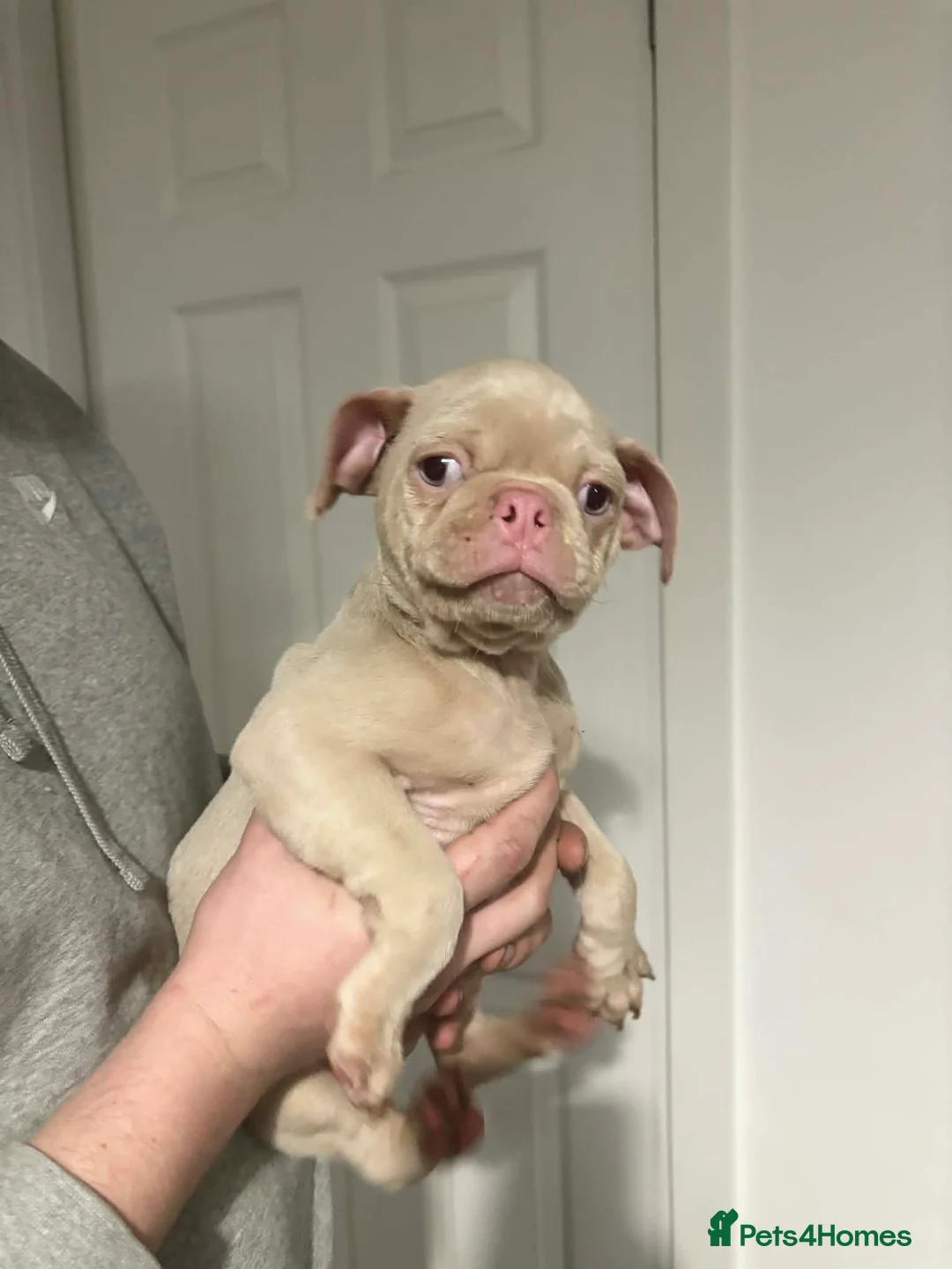 Jug dogs for sale: 🐶 Adorable Jug Puppies for Sale 🐶 - Advert 8