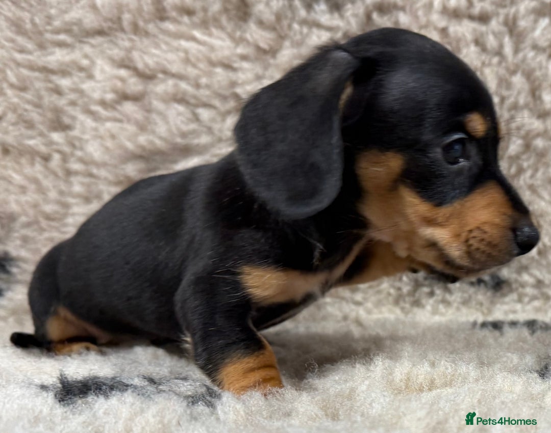 Miniature Dachshund dogs for sale: Miniature dachshund - Image 21