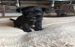 Miniature Schnauzer dogs for sale: 5 beautiful mini schnauzer puppies  - Image 5