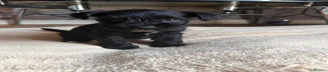 Miniature Schnauzer Puppy 4