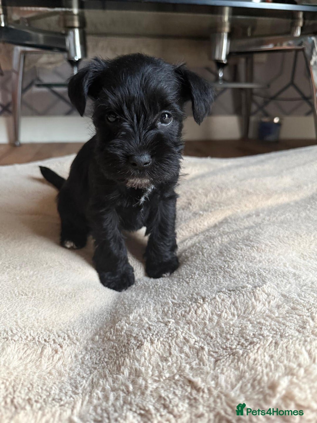 Miniature Schnauzer dogs for sale: 5 beautiful mini schnauzer puppies  - Image 5