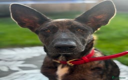 German Shepherd dogs for sale: 6 month old German Shepherd cross female puppy - Image 1