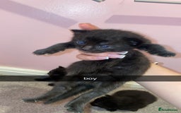 Mixed Breed cats for sale: kittens for sale - Image 5