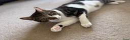 Mixed Breed cats for sale: Free to a good home in Sunbury-on-Thames - Advert 1