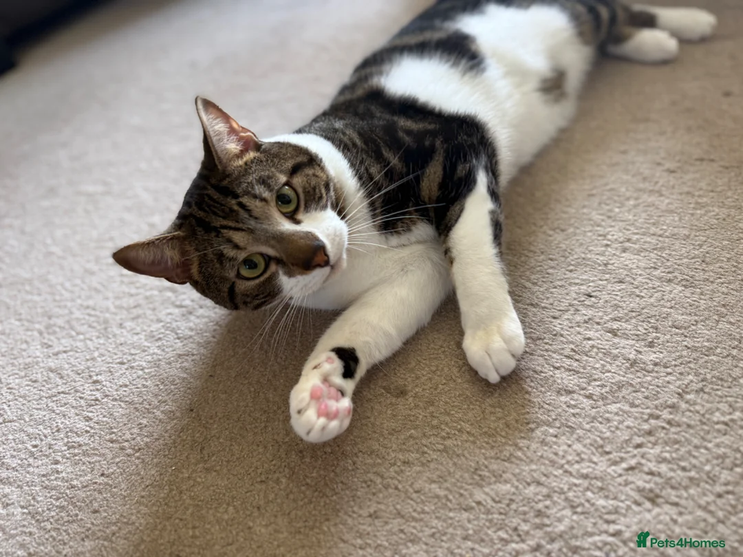 Mixed Breed cats for sale: Free to a good home in Sunbury-on-Thames - Advert 1