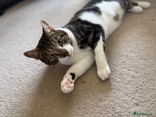 Mixed Breed cats Free to a good home - Advert 2