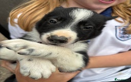 Border Collie dogs for sale: Border collie pups - Image 29