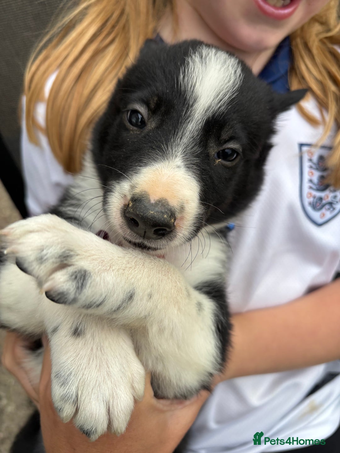 Border Collie dogs for sale: Border collie pups - Image 29