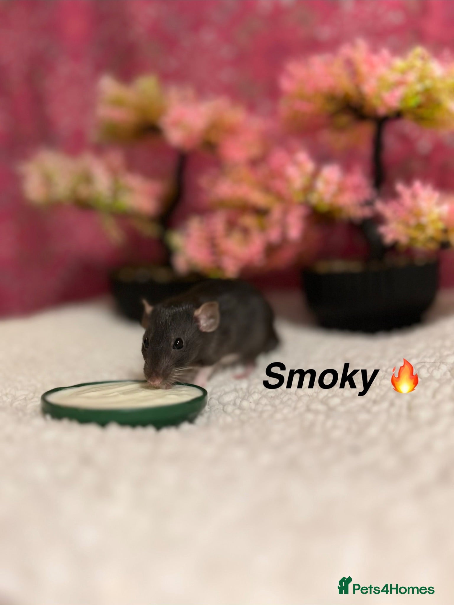 Rat rodents Beautiful baby rats  - Advert 1
