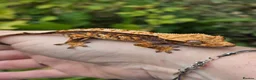 Gecko reptiles for sale: Various crested geckos - Advert 17