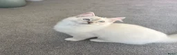 Ragdoll cats for sale: GCCF Mitted Lilac Lynx Active boy - Advert 20