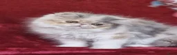 Exotic cats for sale: Stunning exotic/persian kittens - Advert 7
