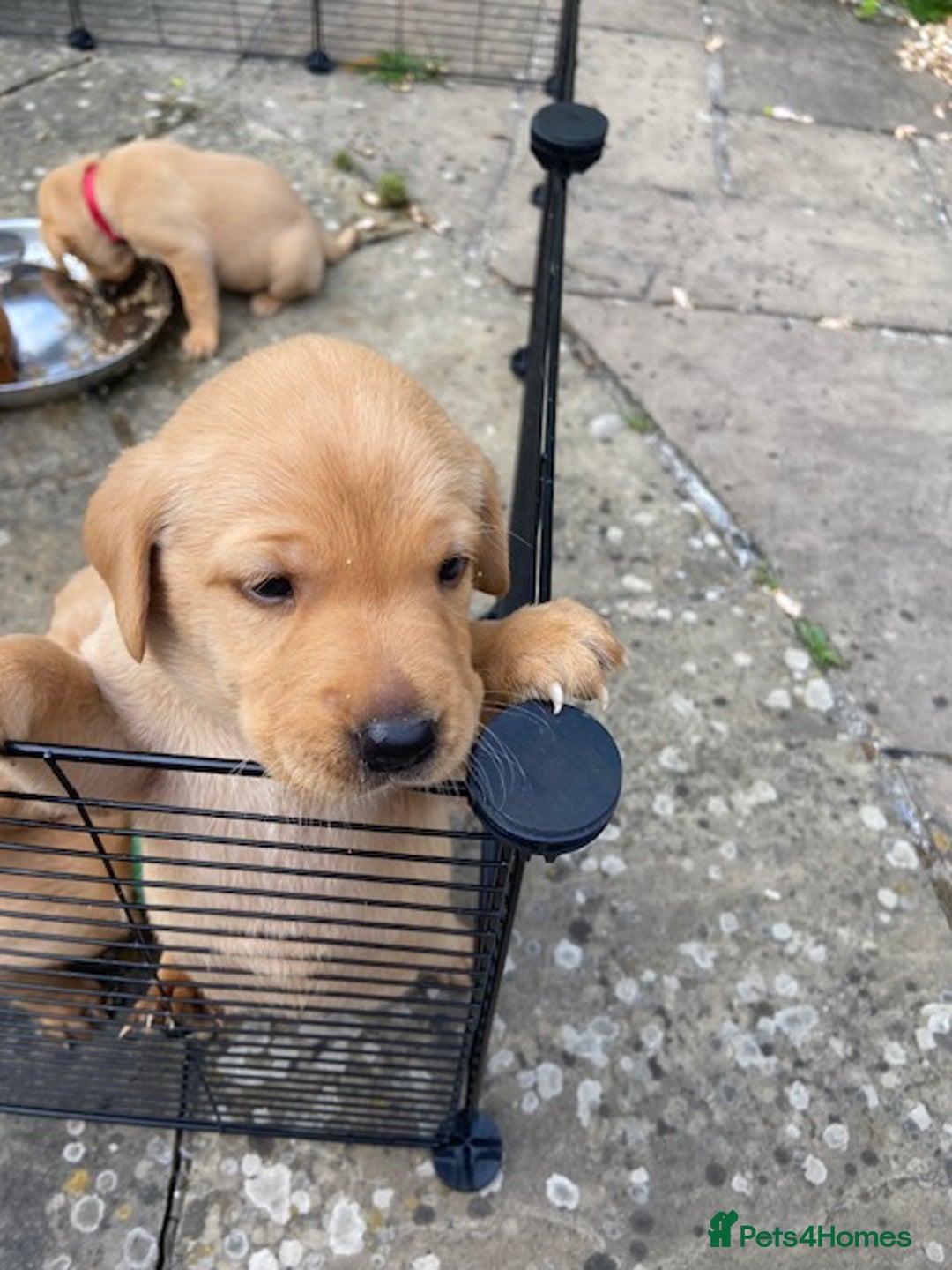Labrador Retriever dogs for sale: Beautiful Fox Red Labrador puppies for sale - Image 2