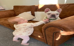 French Bulldog dogs for sale: Albie 5 year old for adoption  - Advert 3