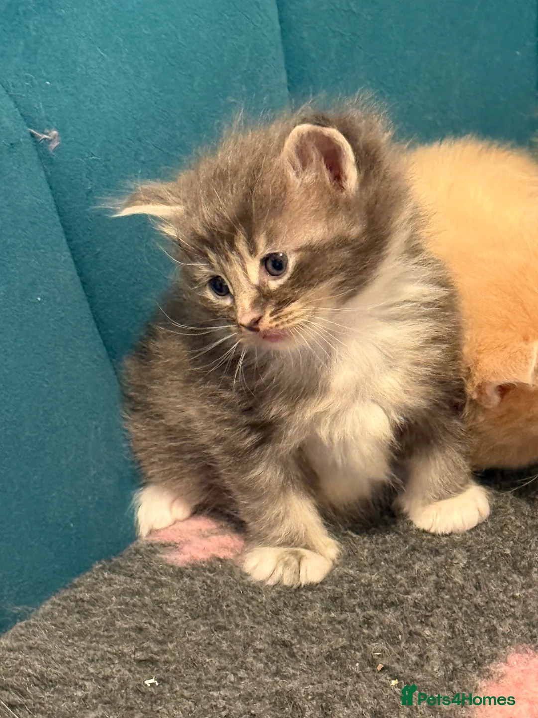 Ragcoon cats for sale: Beautiful Ragcoon kittens - Advert 6