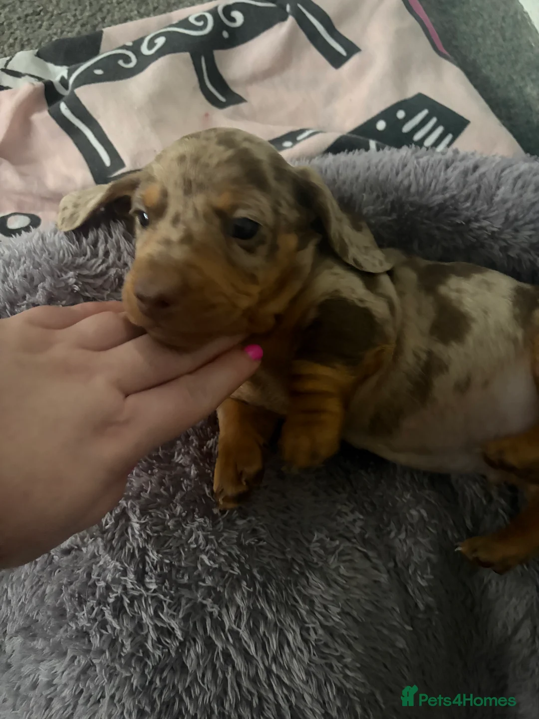 Dachshund dogs for sale: 2 boy Miniture dashund puppies for sale  - Advert 9