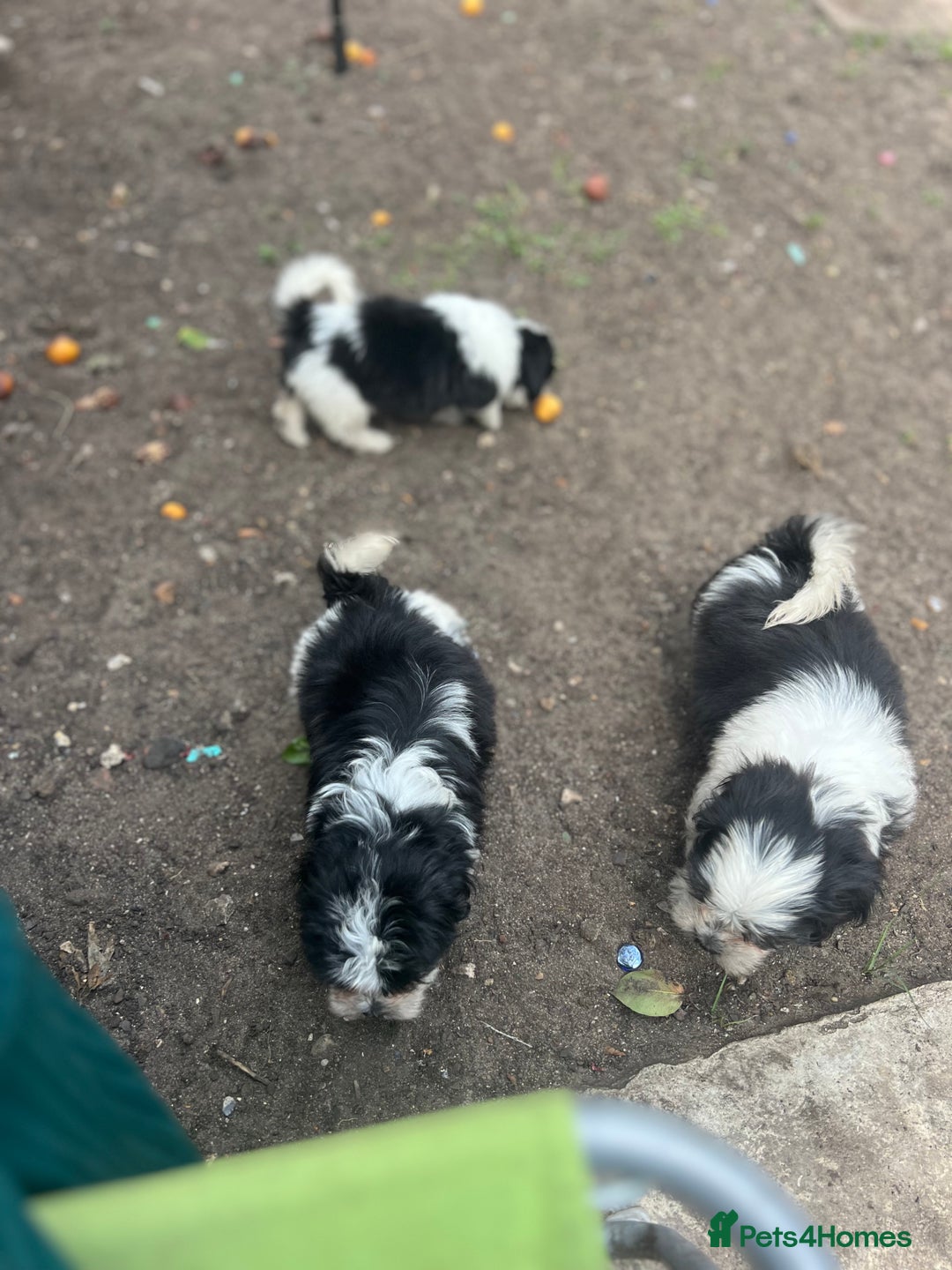 Maltese dogs for sale: Maltese - Image 6