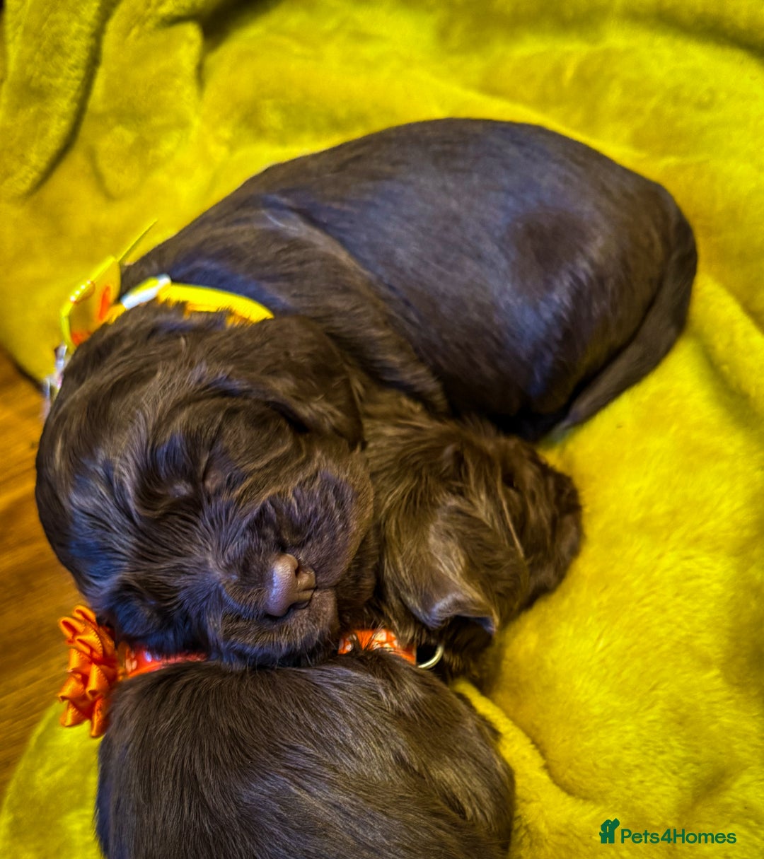 Cocker Spaniel dogs for sale: stunning chocolate and tri kc cocker spaniels - Advert 15