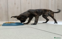 Mixed Breed dogs for adoption: 💙🐶 MILO 🐶💙 - Image 4