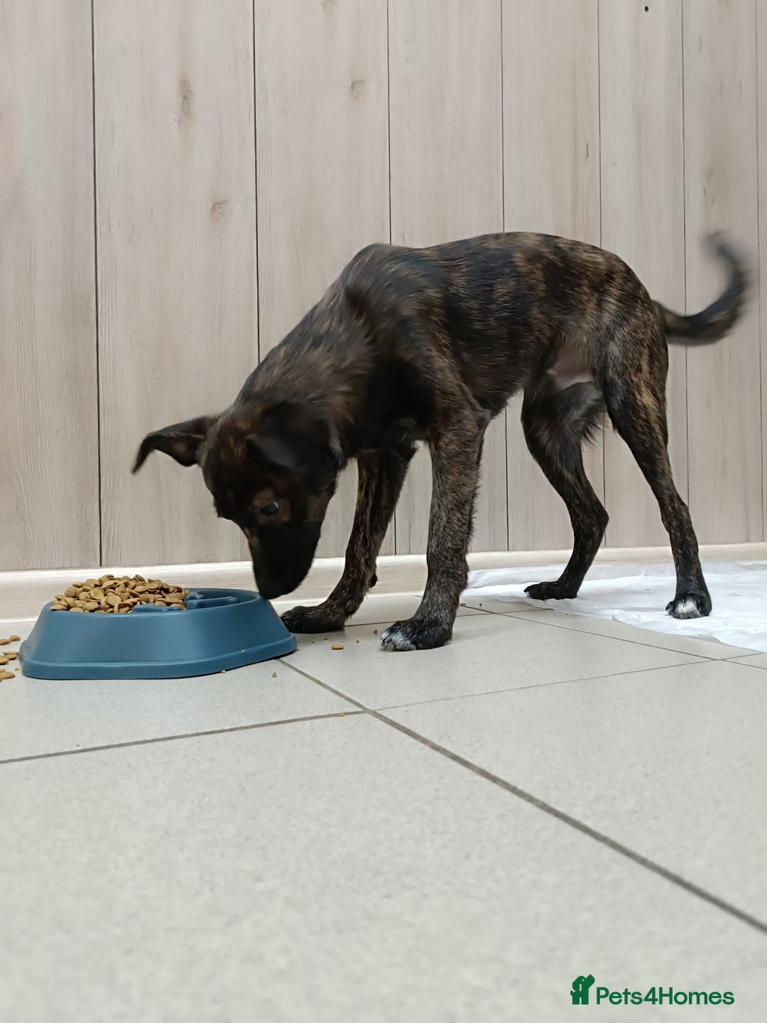 Mixed Breed dogs for adoption: 💙🐶 MILO 🐶💙 - Image 4