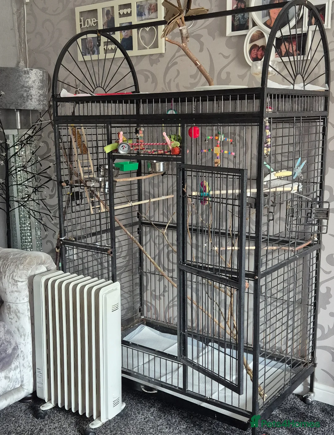 Budgerigars birds for sale: 2 female budgies plus whole cage set up in Canterbury - Advert 2