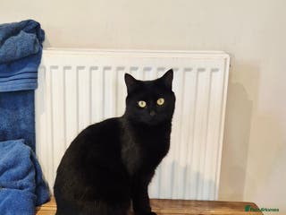 Mixed Breed cats Barn/House Kittens for Sale - Advert 1