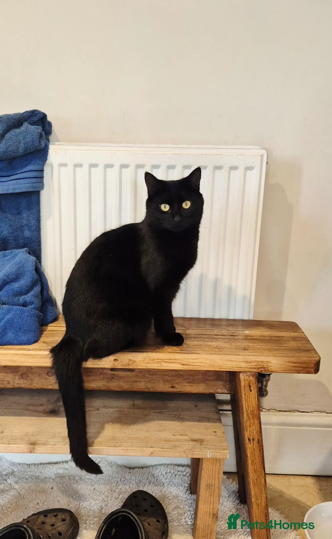 Mixed Breed cats for sale: Barn/House Kittens for Sale  - Advert 2