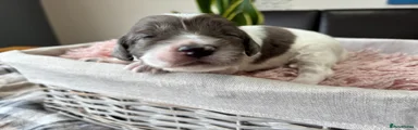 Ella - Silver Gray Merle Parti Girl