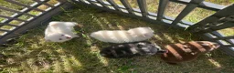 Pomsky dogs for sale: Pomsky puppies  - Advert 6
