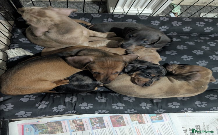 Dachshund dogs - Advert 1