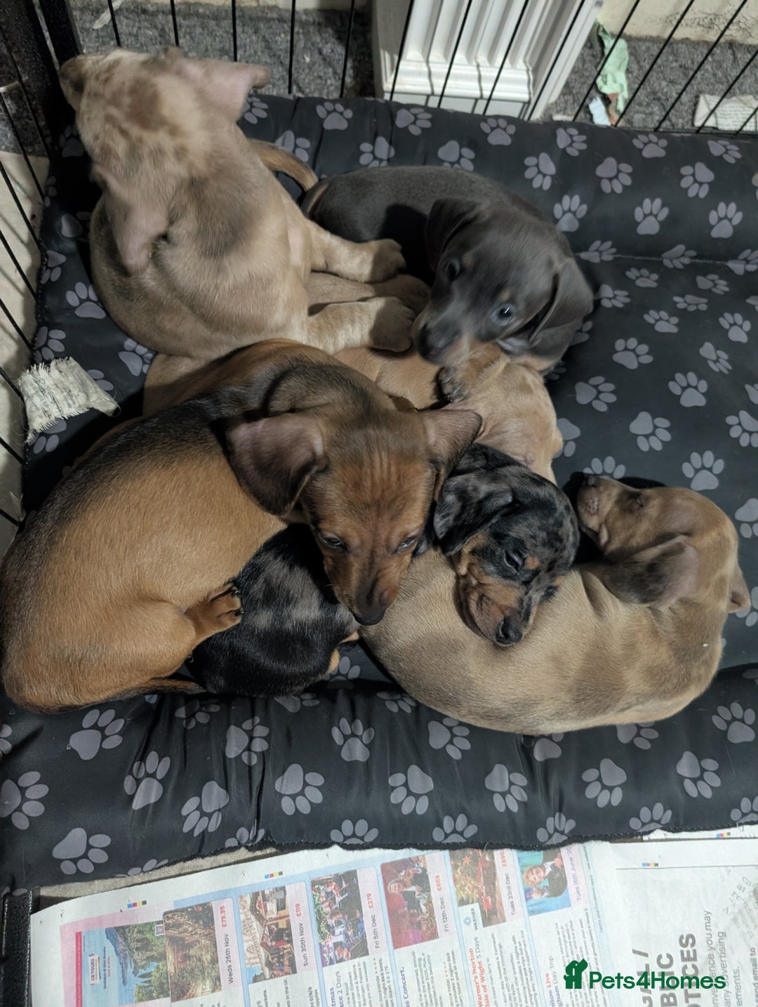 Dachshund dogs for sale: Daschund Puppies for sale  - Image 1