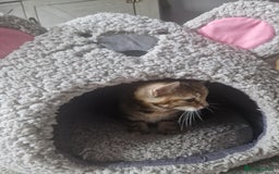 Mixed Breed cats for sale: 3 beautiful semi long haired kittens 8 weeks - Image 7