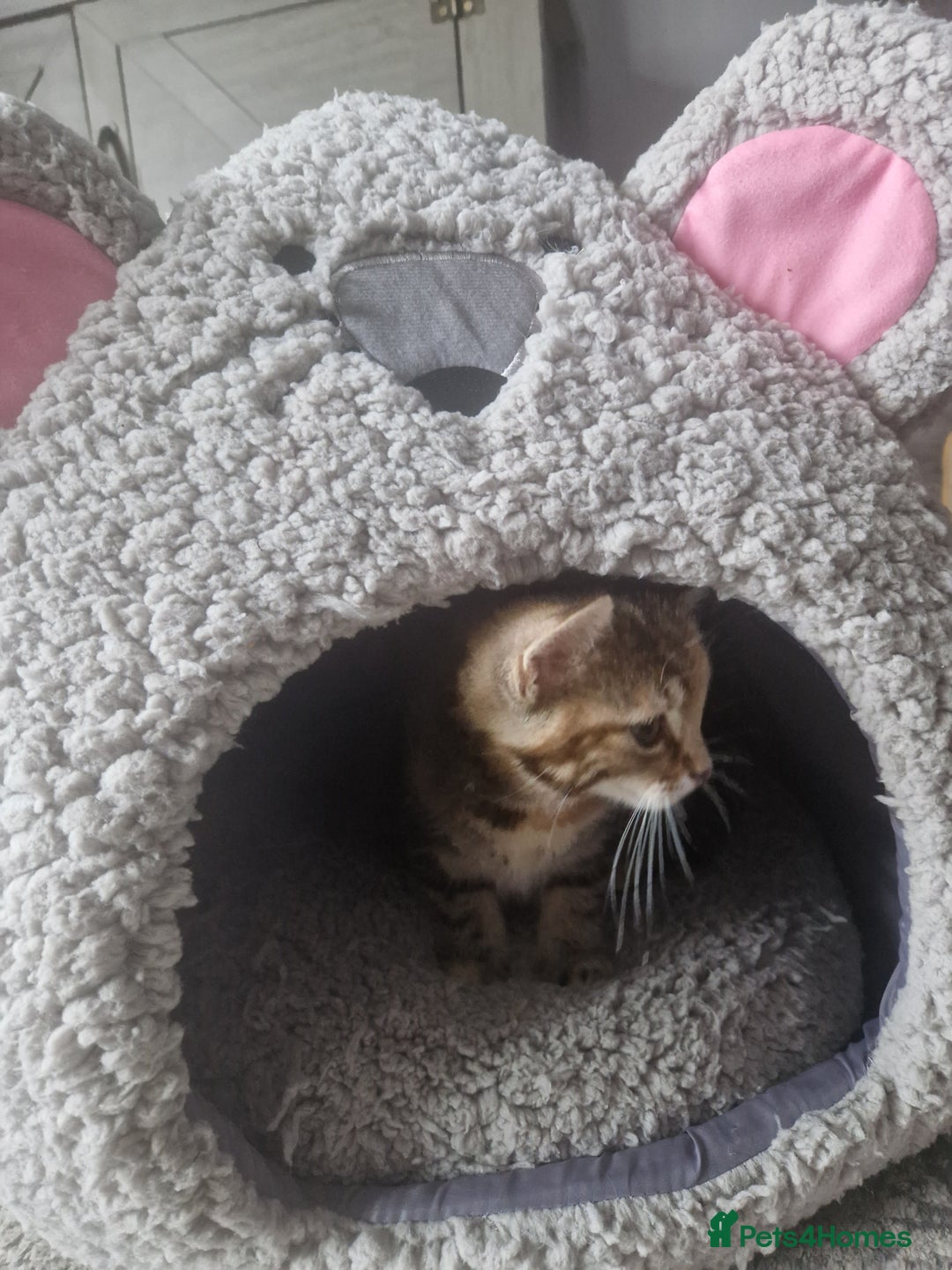Mixed Breed cats for sale: 3 beautiful semi long haired kittens 8 weeks - Image 7